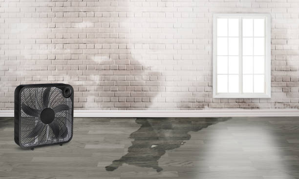 Best Water damage contractors near me  in Village Of Four Seasons, MO